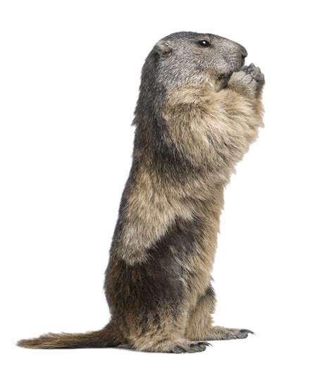 Standing Groundhog Transparent Png Stickpng