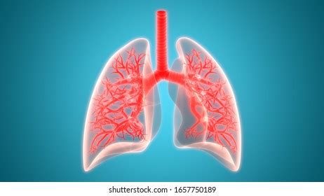 Diagram Human Lungs Trachea Respiratory System Stock Vector Royalty