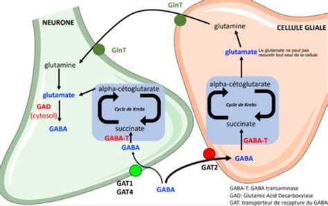 Pharmacologie GABA Flashcards Quizlet