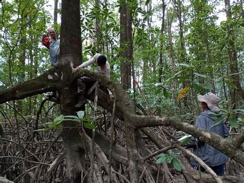 Expedição monitora caranguejos uçá e árvores em 400 hectares do mangue