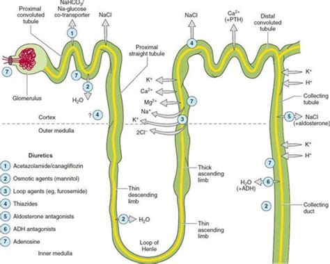 Diuretic Agents Basic And Clinical Pharmacology 13th Ed