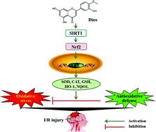 Diosmetin Alleviated Cerebral Ischemia Reperfusion Injury In Vivo And