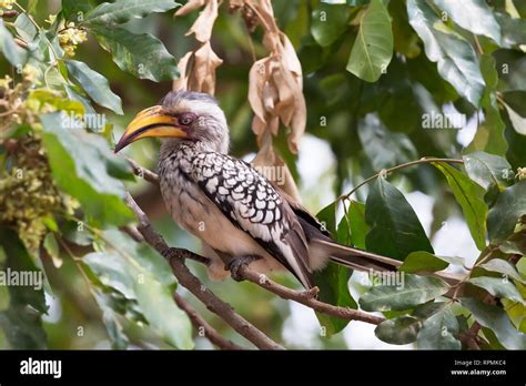 Southern Yellow Billed Horn Bill Sitting In Some Tree Branches In