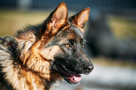 Primer Plano Hermoso Joven Pastor Alemán Perro Lobo Alsaciano Foto