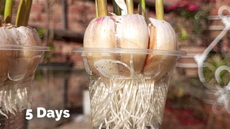 How To Grow Garlic In Water Glass Get Lots Of Roots And Quickly