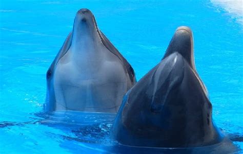 Sea World, Australia has no plans to stop dolphin breeding | Marine ...