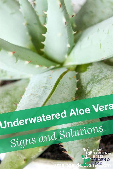 Overwatered Aloe Vera Plant Signs And Solutions Artofit