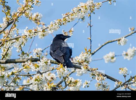 Carrion Crow Corvus Corone Perched In Flowering Apple Tree In Orchard