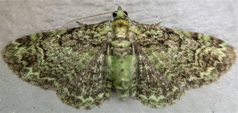 Green Pug From Shepard Settlement Onondaga County NY USA On July 1