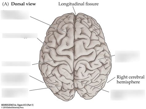 neuro dorsal view of brain Diagram | Quizlet