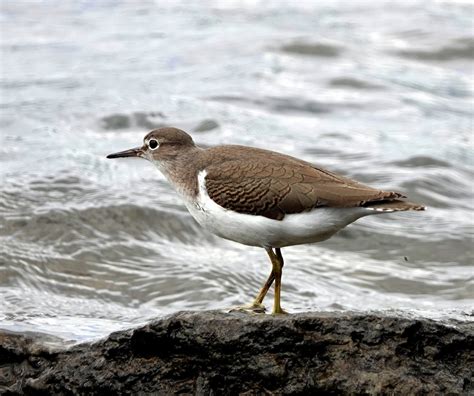 Ebird Checklist Aug Berge Camille Barbe Species