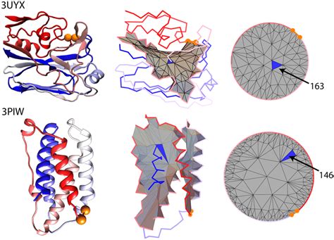 Proteins With L 1 Topology Consist Of Mainly Beta Strands Top Row