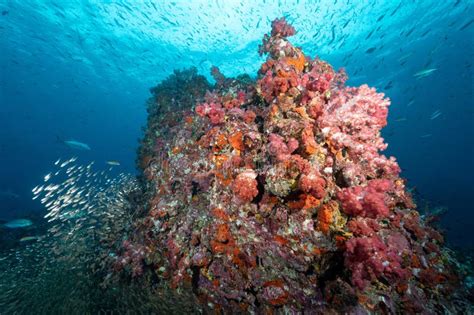 Arrecife De Coral Suave Rosa Y Escuela De Pescado En La Isla De Bon