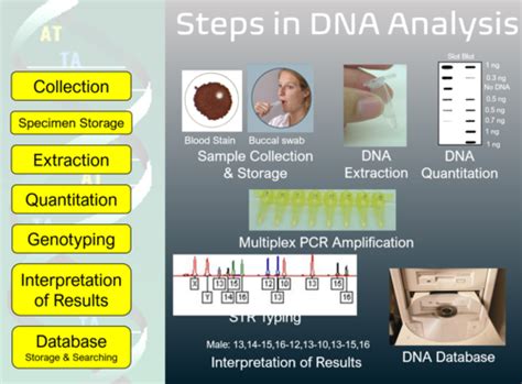 Forensic DNA Analysis Flashcards Quizlet