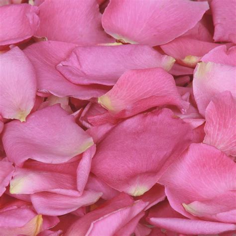 Pink Blush Freeze Dried Rose Petals Bright Hot Pink Rose Petals