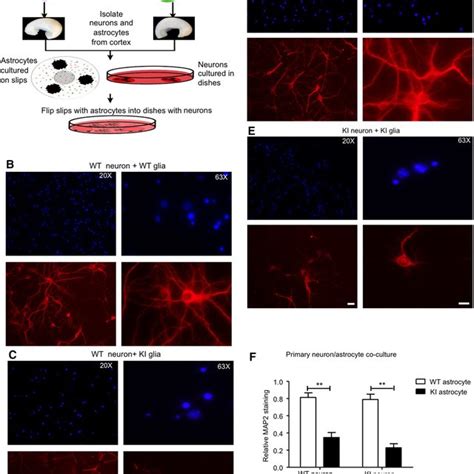 Neuronal Morphology In Primary Neuronastrocyte Cocultures A