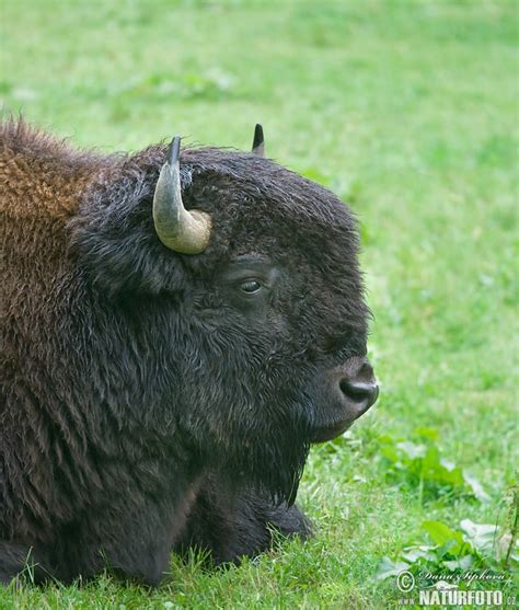 Bizon americký | Naturfoto.cz
