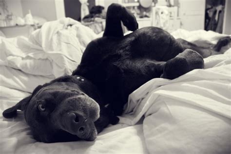 Black lab Huck gets caught sleeping on the bed... | Labrador