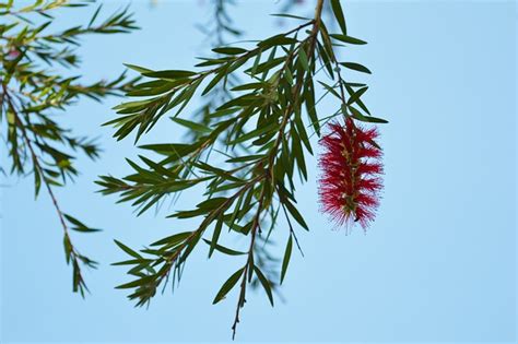 Bottlebrush Nature Plant - Free photo on Pixabay