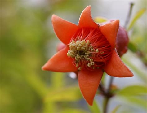 Granatapfel Zwerg Dwarf Pomegranate Punica Granatum Nana A