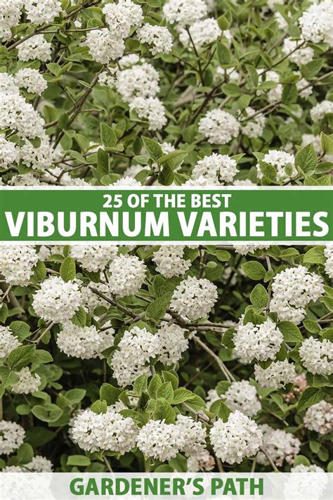 25 of the Best Viburnum Varieties | Gardener’s Path