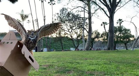 Great Horned Owl Released Into Wild In San Diego After Injury Cbs