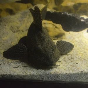 Hypostomus plecostomus - Facts, Diet, Habitat & Pictures on Animalia.bio