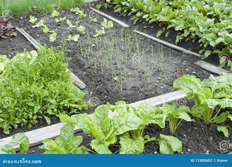 Allotment Garden Bed Stock Photo Image Of Freshness 12400602