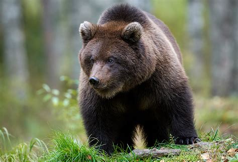 Eurasian Brown Bear - Tony Moss Wildlife Photographer