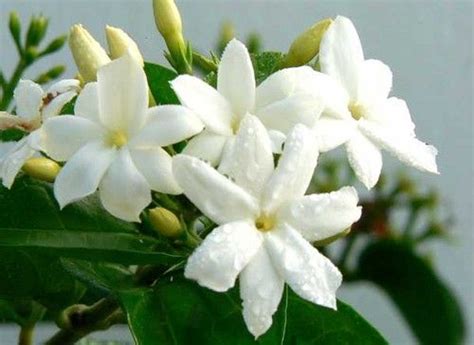 Kunda, Downy Jasmine – Plant – Plantslive