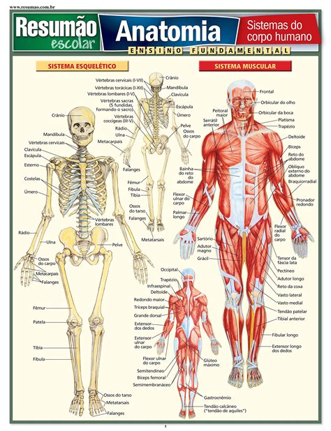 O Corpo Humano Corpo Humano Imagens Do Corpo Humano Corpo Humano Images