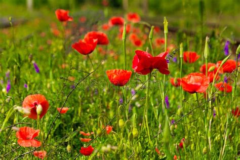 Flores Selvagens Da Papoila Vermelha Foto De Stock Imagem De Planta