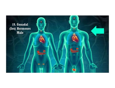 10) Gonadal Hormones Male Flashcards | Quizlet