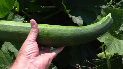 Tout sur la variété de courgettes Aeronaut plantation et entretien