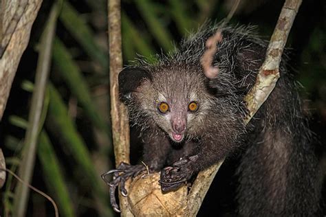 Animales nocturnos características y ejemplos