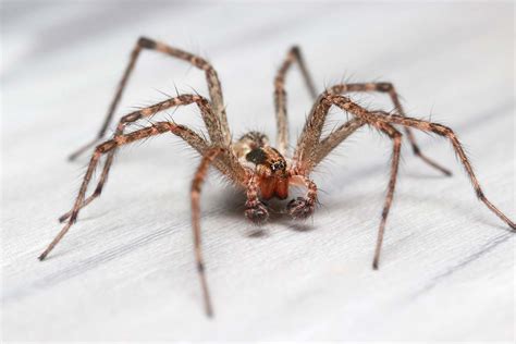 Learn More About Spiders In New York And Massachusetts Usx Pest