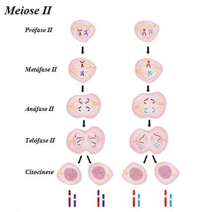 Meiose O que é fases características e sub divisões