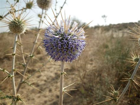 Flower stock image. Image of beatiful, rajasthan, flower - 113771811