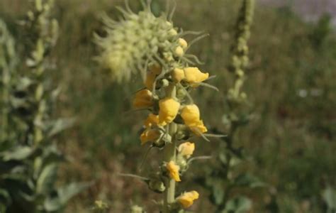 All Mullein Images ShunCy Love The Green