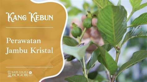 Kebun Raya Bogor Kang Kebun Perawatan Jambu Kristal Youtube