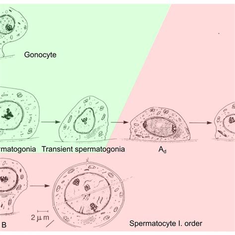 Male Germ Cell Development Differentiation Of Gonocytes Into Ad