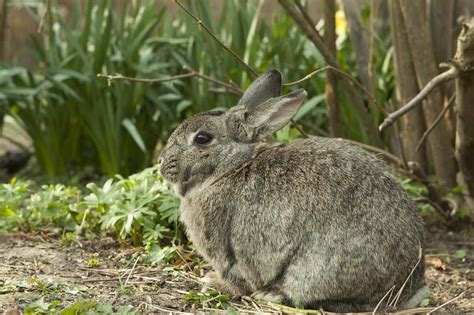 Keeping Rabbits Out Of Raised Garden Fasci Garden