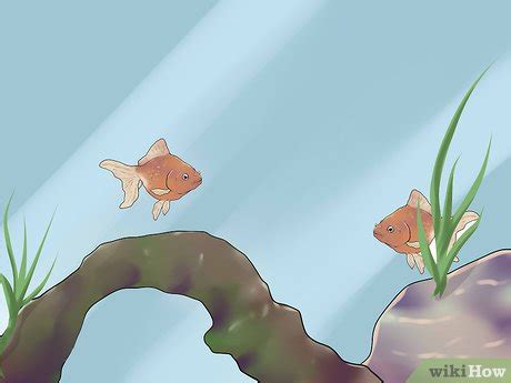 How To Breed Fish Steps With Pictures Wikihow