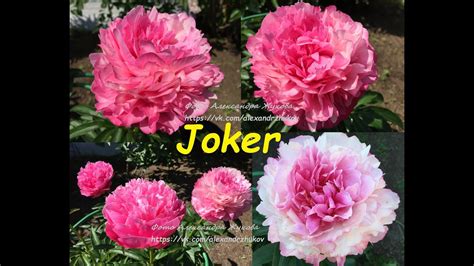 пион Джокер peony Joker - YouTube
