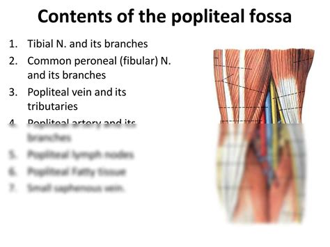 Solution Popliteal Fossa Muscles Of The Posterior Compartment