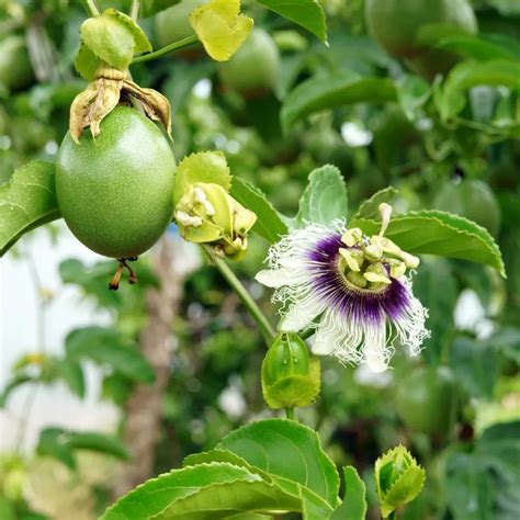 Passiflora Edulis Arboles Frutales