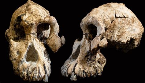 Australopithecus Anamensis Jaw