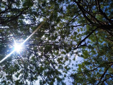 Sun Shining Through The Trees Stock Photo Image Of Nature Scene