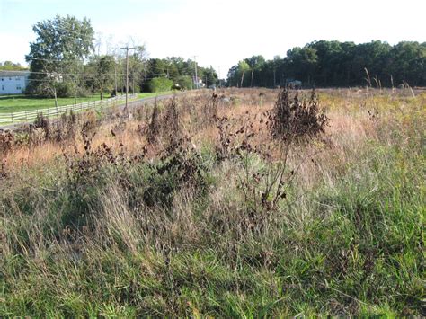 4 Tools To Make Clearing Overgrown Land Easy And Even Fun Drs