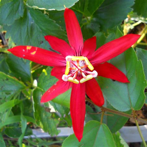 Red Passion Flower Passiflora Coccinea Tooth Mountain Nursery